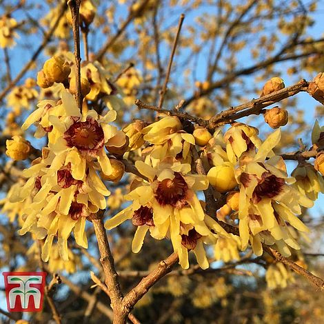 Potted Shrub Chimonanthus Wintersweet Easy to Grow Hardy Plant for Outdoors with Highly Fragrant Winter Flowers 1 x Chimonanthus Wintersweet Plant in 9cm a Pots by Thompson & Morgan