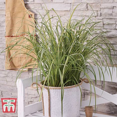 2 x 9cm Potted Hardy Spider Plant by Thompson and Morgan Hardy Spider Plant Chlorophytum ‘Starlight’ Anthericum Hardy Perennial Variegated Leaves Stylish Plant