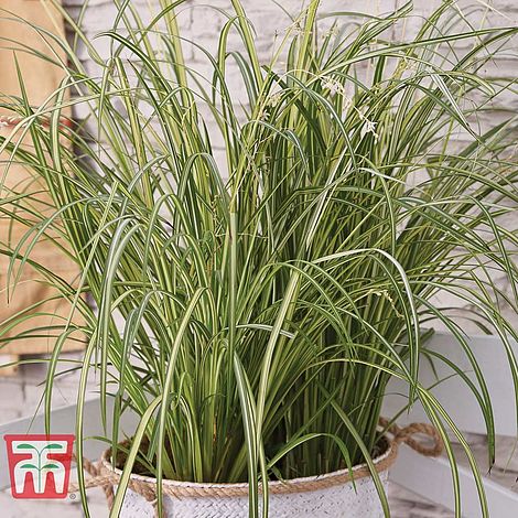 2 x 9cm Potted Hardy Spider Plant by Thompson and Morgan Hardy Spider Plant Chlorophytum ‘Starlight’ Anthericum Hardy Perennial Variegated Leaves Stylish Plant