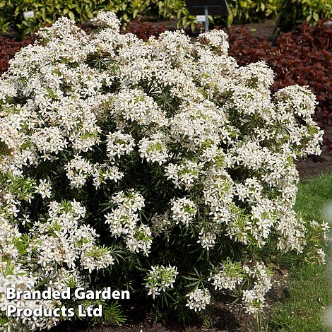 Choisya x dewitteana 'White Dazzler'