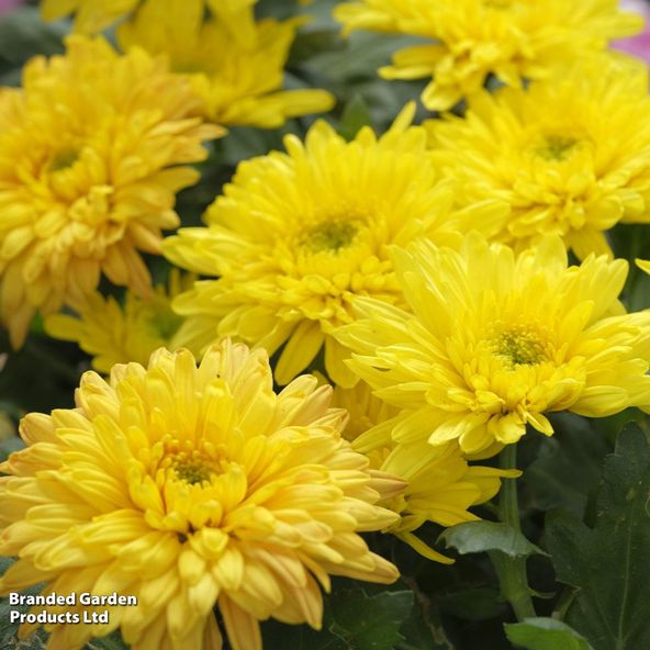 Chrysanthemum 'Conella Yellow'