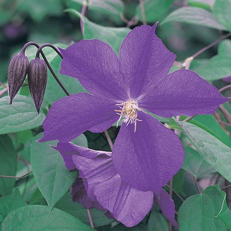Clematis Star of India Plant in a 2 Litre Pot with 3 Cane 