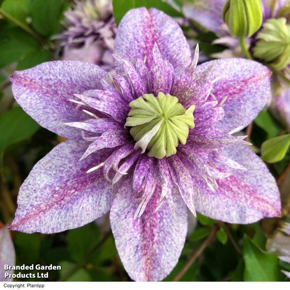 Clematis 'Minamo-no-Yousei' (Mochi)