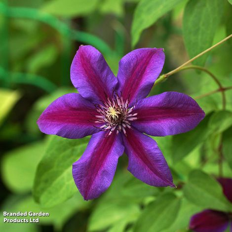 Clematis 'Mrs N. Thompson'