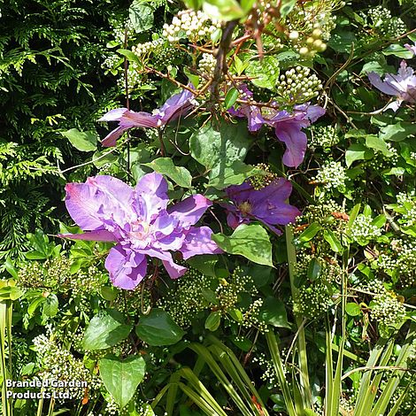 Clematis Vyvyan Pennell