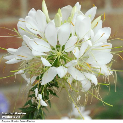 Cleome hassleriana 'Helen Campbell' - Seeds