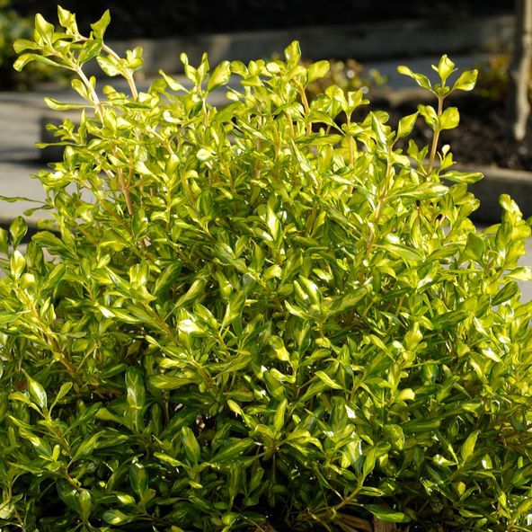 Coprosma repens 'Lemon & Lime'