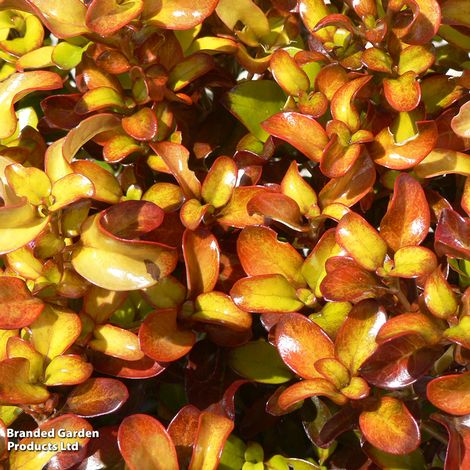 Coprosma repens 'Pina Colada'