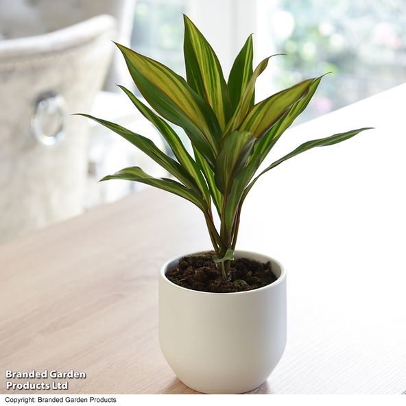 Cordyline fruticosa Kiwi