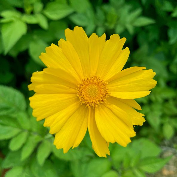 Coreopsis auriculata 'Elfin Gold'