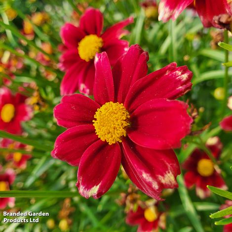 Coreopsis 'Li'l Bang Red Elf'