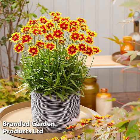 Coreopsis Solar Jewel
