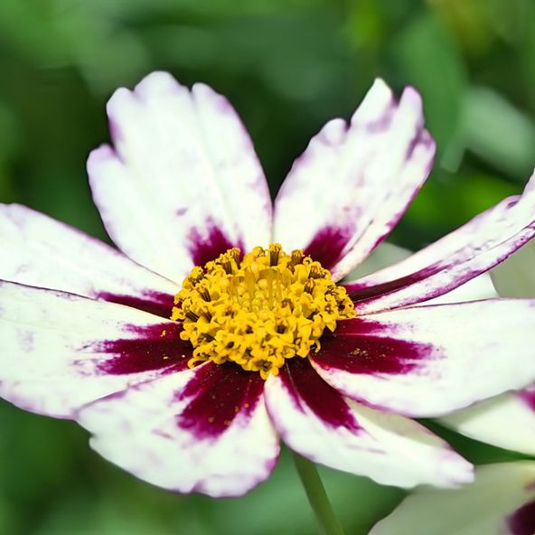 Coreopsis 'Big Bang Star Cluster'