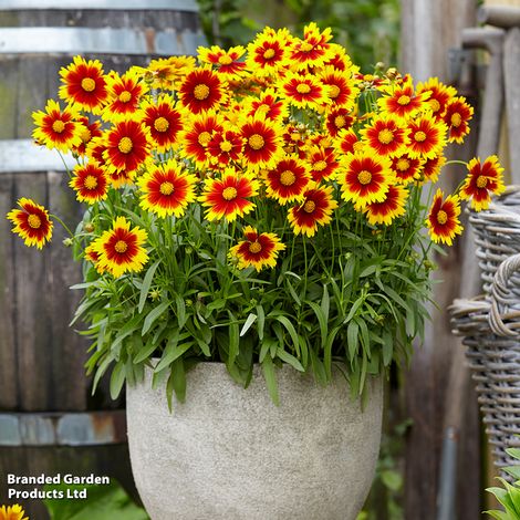 Coreopsis verticillata 'Uptick Gold & Bronze'