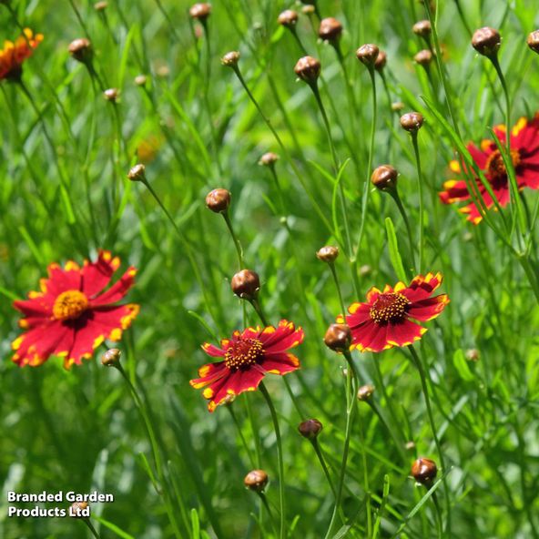 Coreopsis verticillata 'Uptick Red'