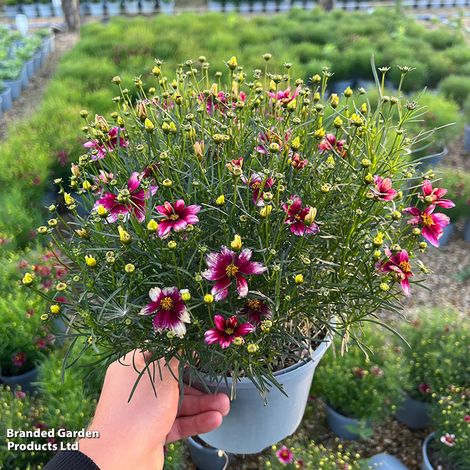Coreopsis verticillata 'Sizzle & Spice Zesty Zinger'