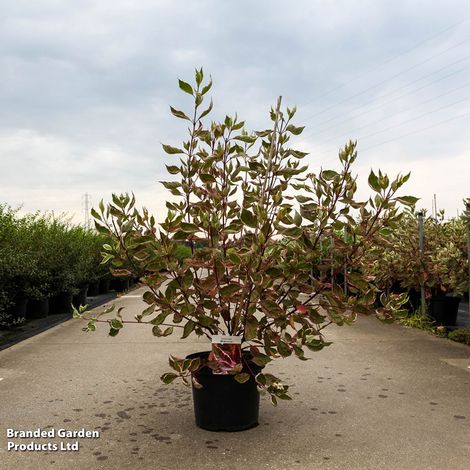 Cornus alba 'Miracle'