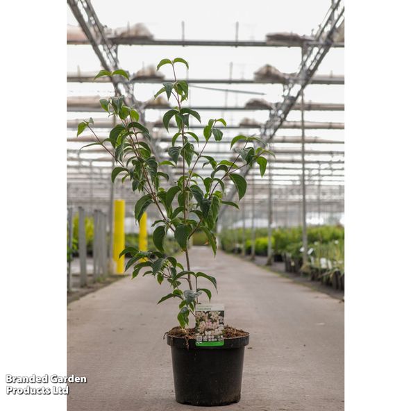 Cornus kousa 'Copacabana®'