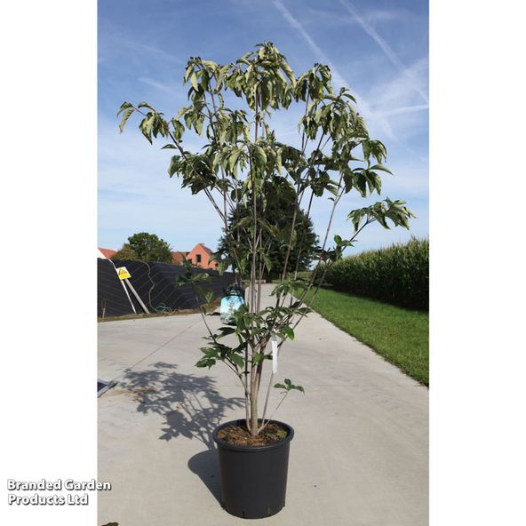 Cornus Hyperion