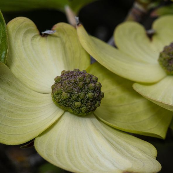 Cornus Starlight