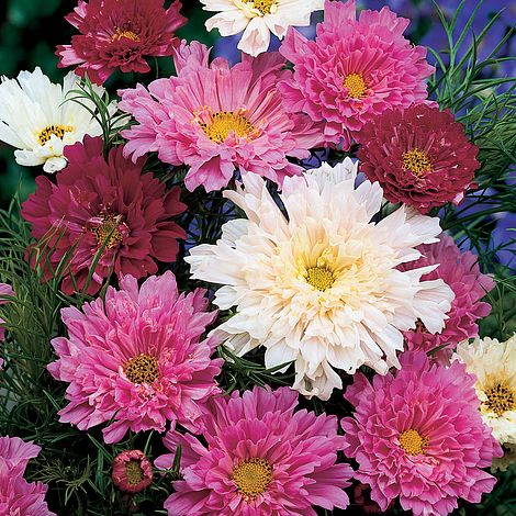 LONG LASTING ANNUAL 40 COSMOS DOUBLE CLICK ROSE FLOWER SEEDS