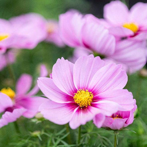 Cosmos Apollo Rose with Eye - Seeds