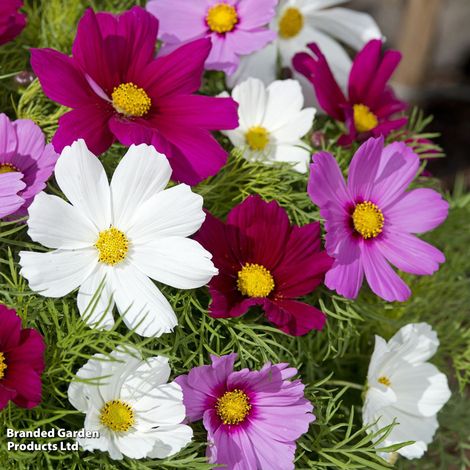 Cosmos Candyfloss Mix - Seeds