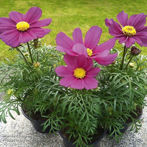 Cosmos bipinnatus Cosmini Carmine