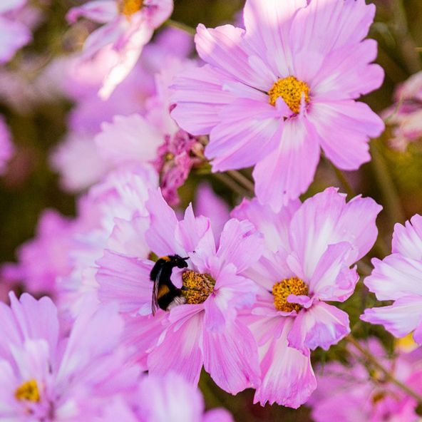 Cosmos Colletta Pink-White - Seeds