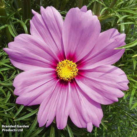 Cosmos bipinnatus Cosmini Pink