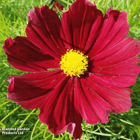 Cosmos bipinnatus Cosmini Red