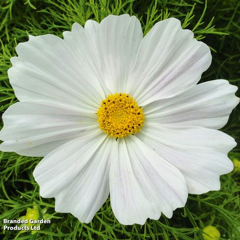 Cosmos bipinnatus Cosmini White