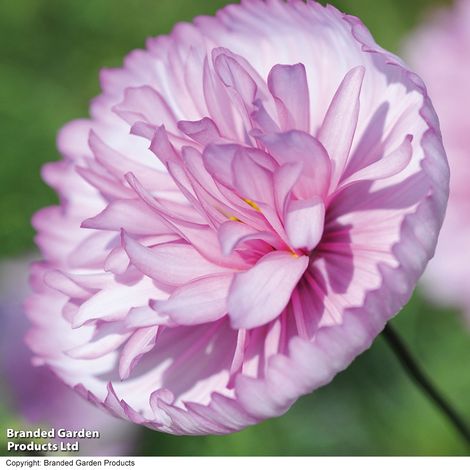Cosmos Cupcakes Blush - Seeds