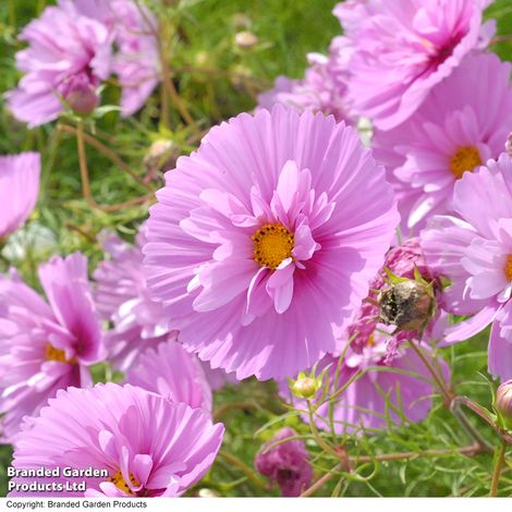 Cosmos Cupcakes Sakura - Seeds