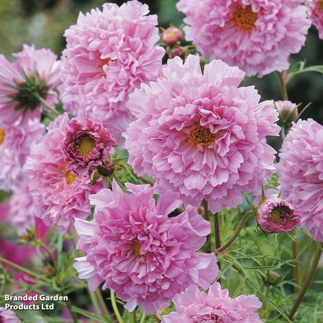 Cosmos bipinnatus Double Click Rose Bonbon - Seeds