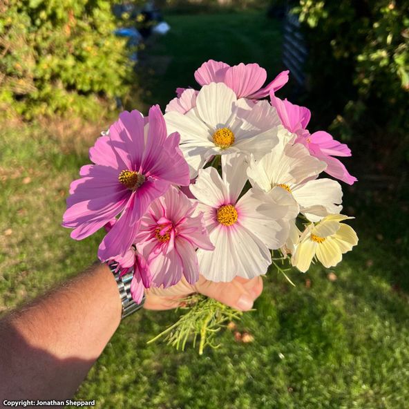 Cosmos National Collection Mix - Seeds