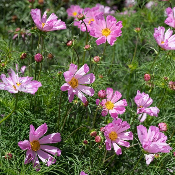 Cosmos Pinwheel Pink - Seeds