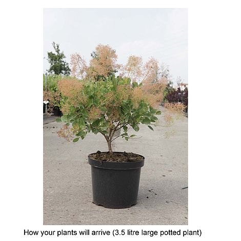 Image of Young Lady Smokebush in a pot