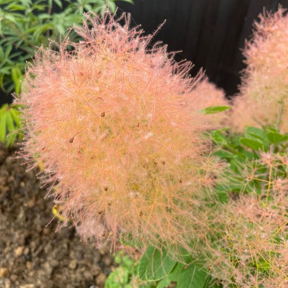 Cotinus coggygria 'Lemon Lady'
