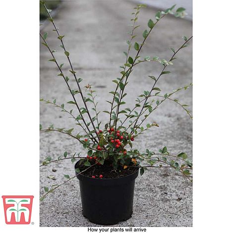 Thompson & Morgan Hardy Flowering Shrub Cotoneaster Franchetti Attractive to Pollinators 1 x 3.6 Litre Pot Potted Garden Plants Patio and Containers Ideal for Cottage Gardens