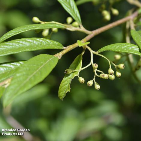 Cotoneaster Rothchildianus