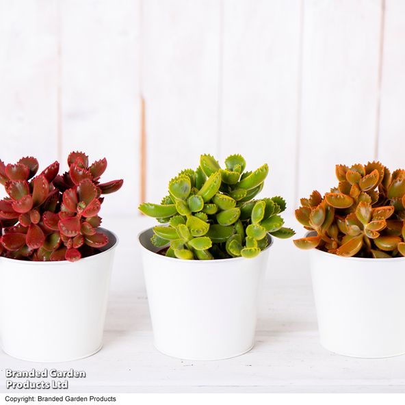 Cotyledon tomentosa ladismithiensis 'Make Upz' Mix