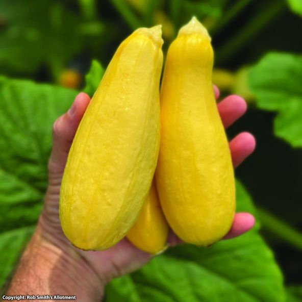Courgette Supersonic F1 - Seeds