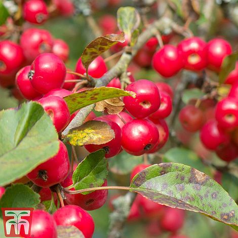 Crab Apple 'Red Sentinel'