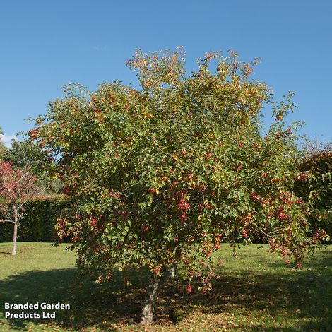 Crab Apple Evereste (Mature Tree)