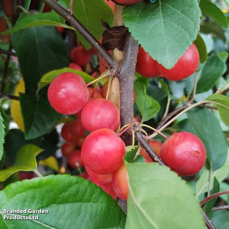 Crab Apple Gorgeous