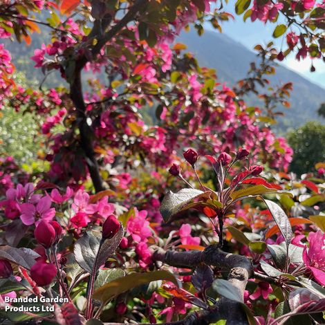 Crab Apple Profusion (Mature Tree)