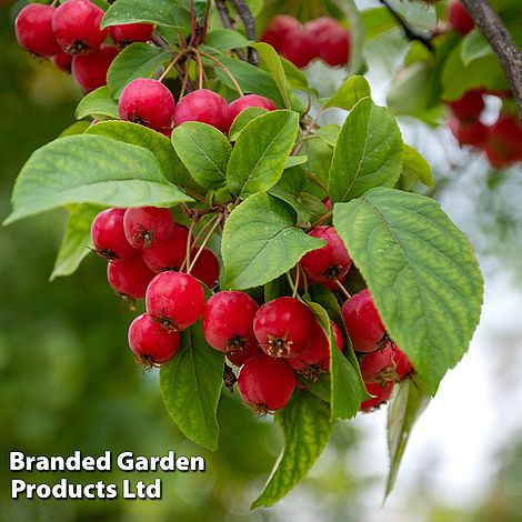 Crab Apple Sun Rival