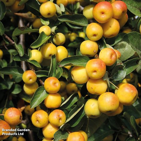 Crab Apple Butterball (Mature Tree)