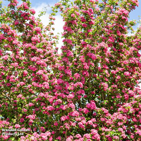 Crataegus media Pauls Scarlet (Mature Tree)